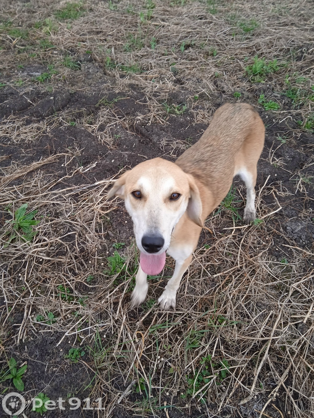 Найдена собака в Туле — фото объявления