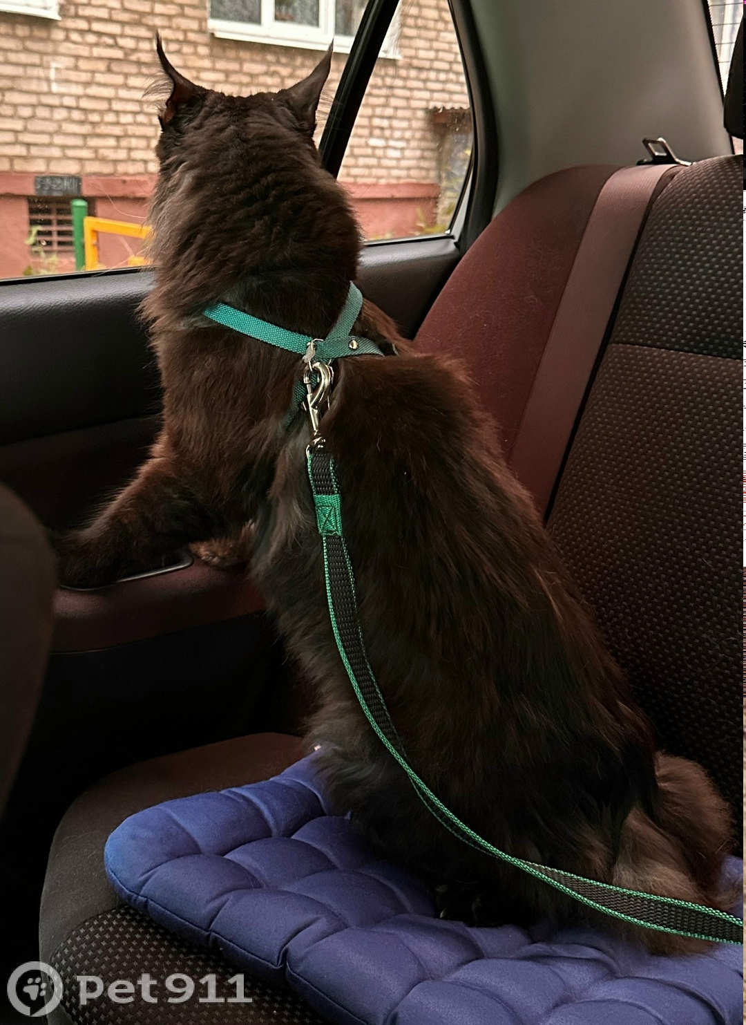 Пропала кошка в Туле — фото объявления