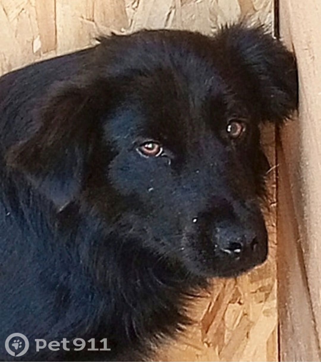 Пропала собака в Туле — фото объявления