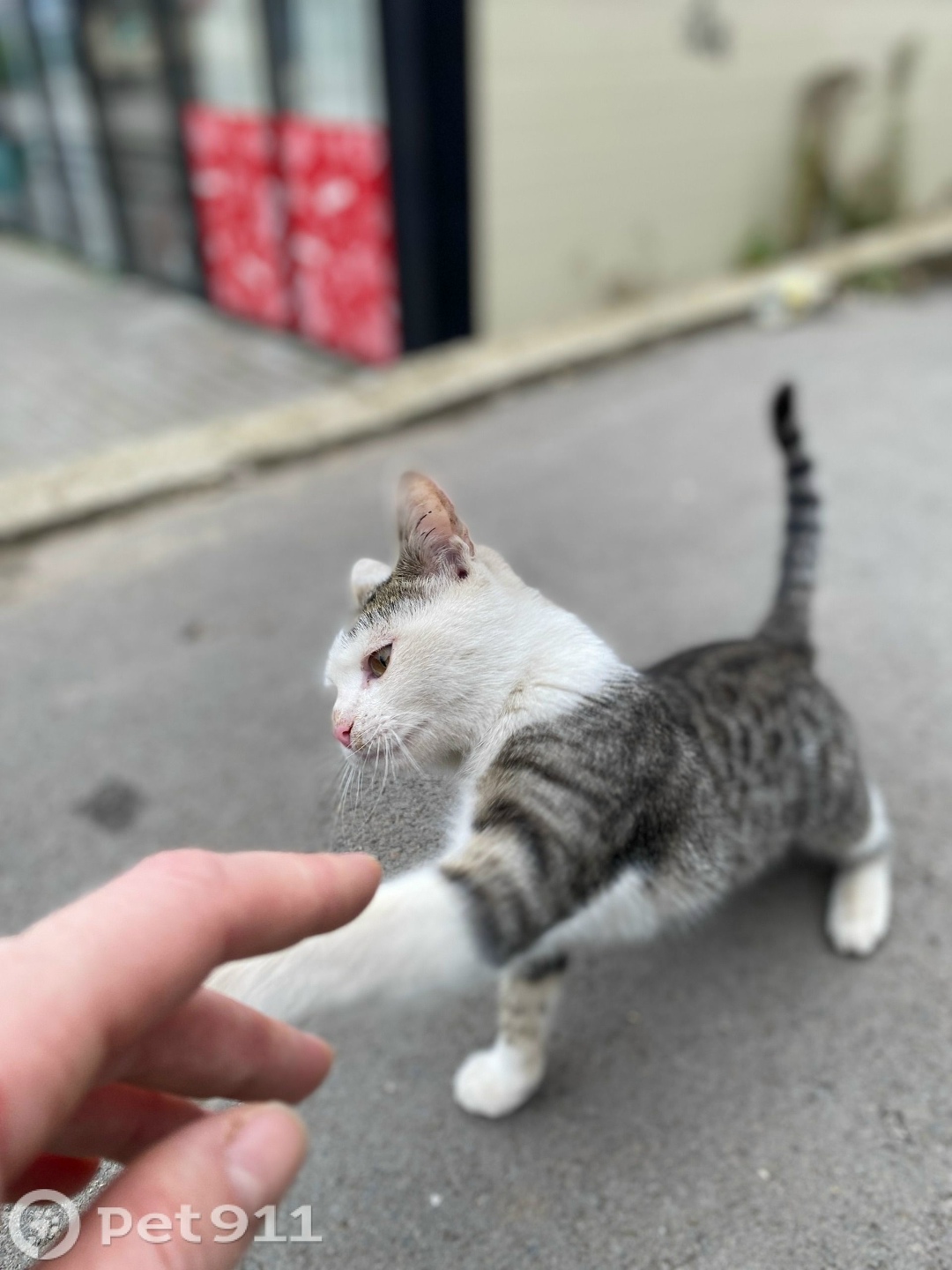 Найдена кошка в Туле — фото объявления