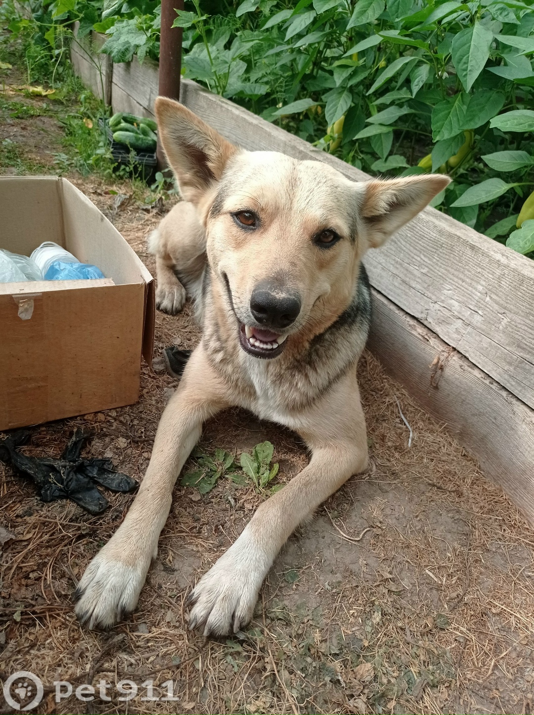 Найдена собака в Туле — фото объявления