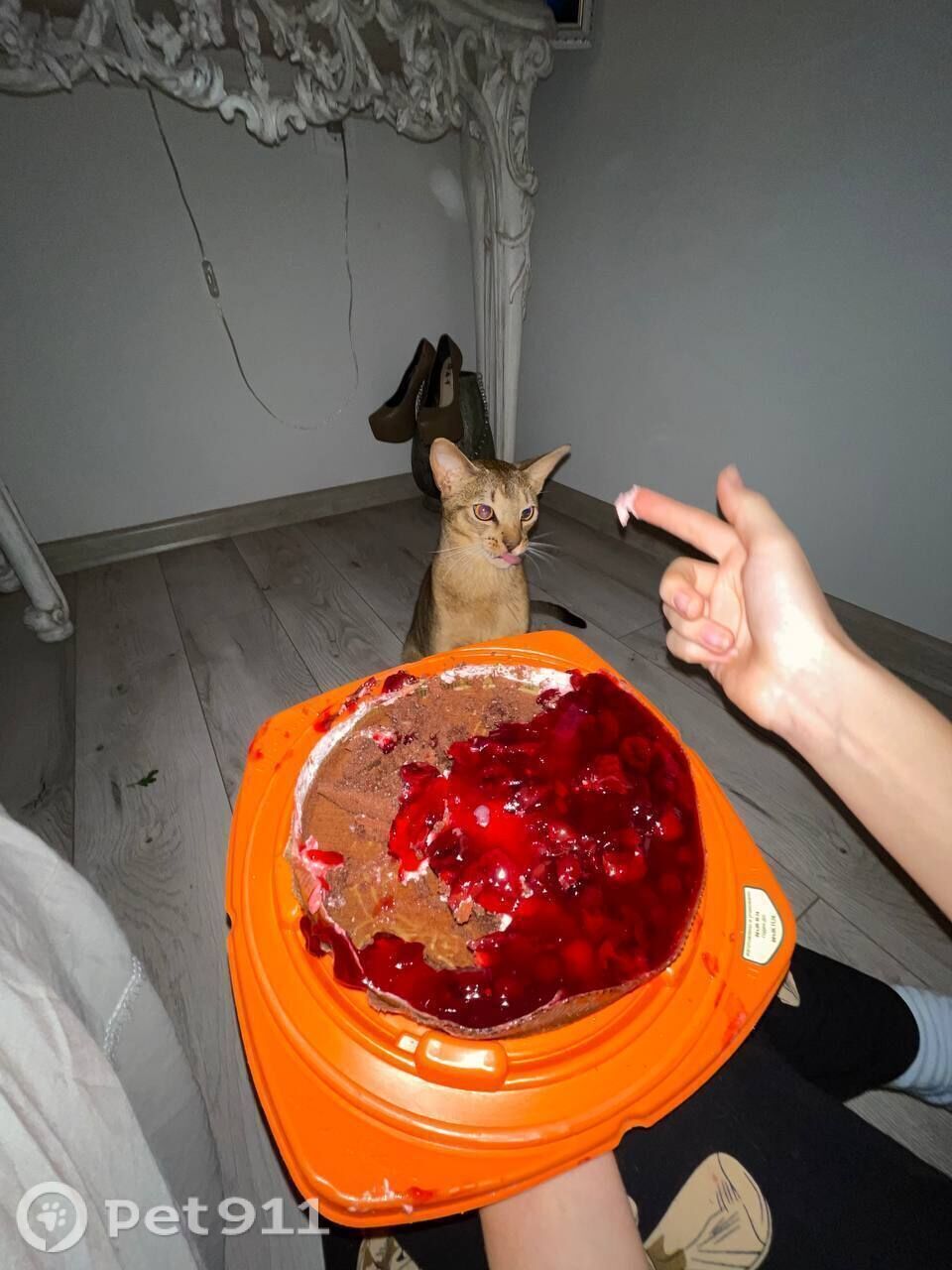 Пропала кошка в Туле — фото объявления