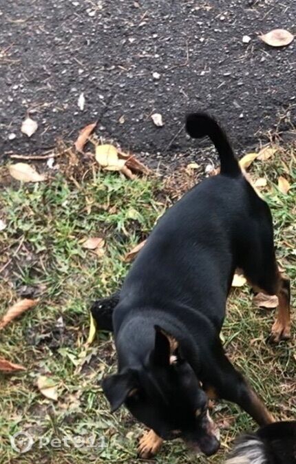 Найдена собака в Туле — фото объявления