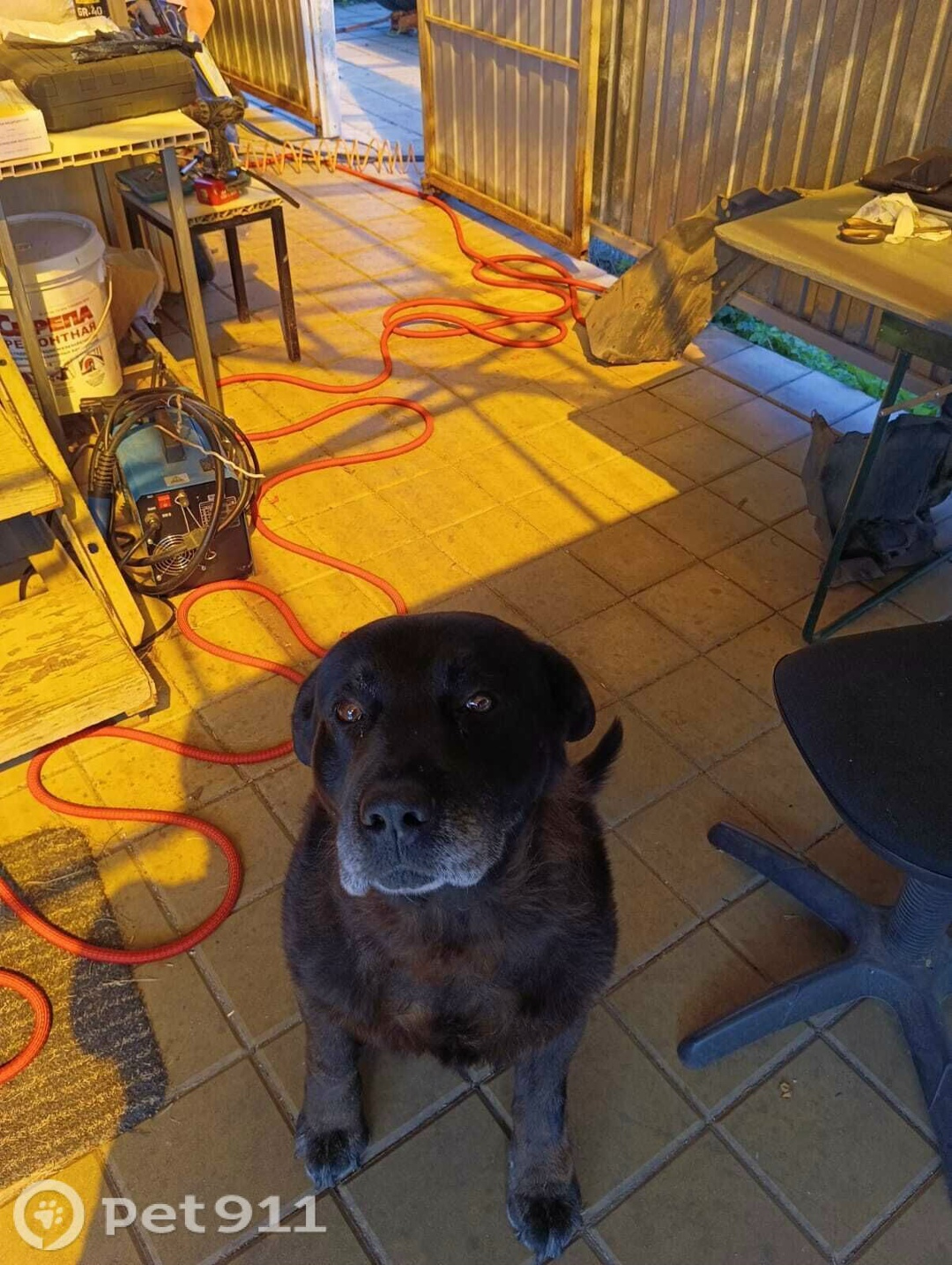 Пропала собака в Туле — фото объявления