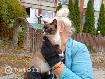 Найдена кошка в Туле — фото объявления