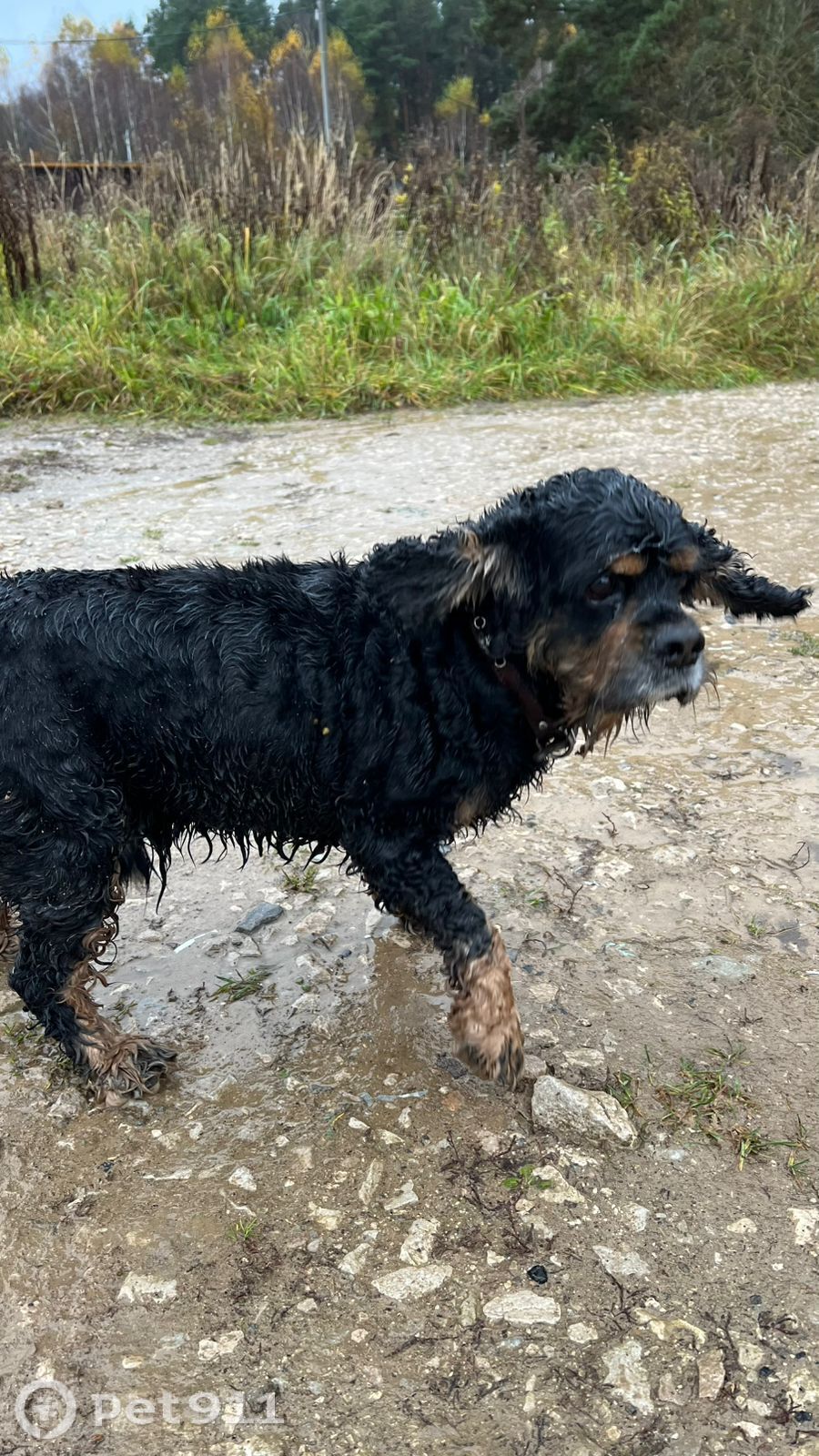 Найдена собака в Туле — фото объявления