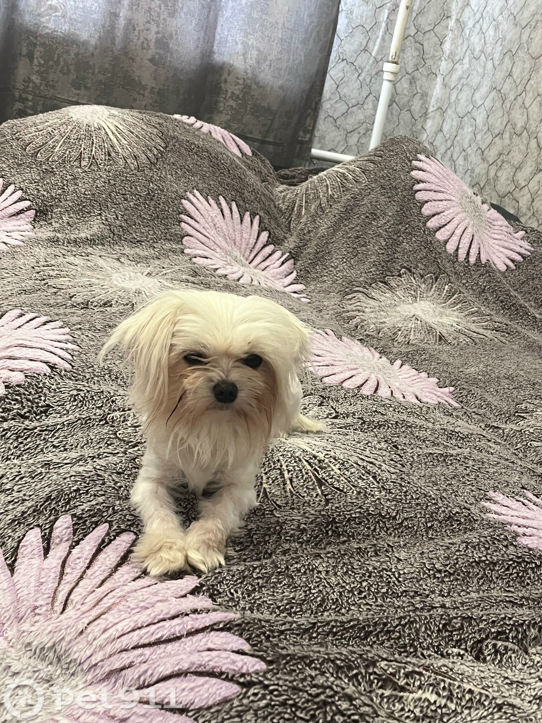 Найдена собака в Туле — фото объявления