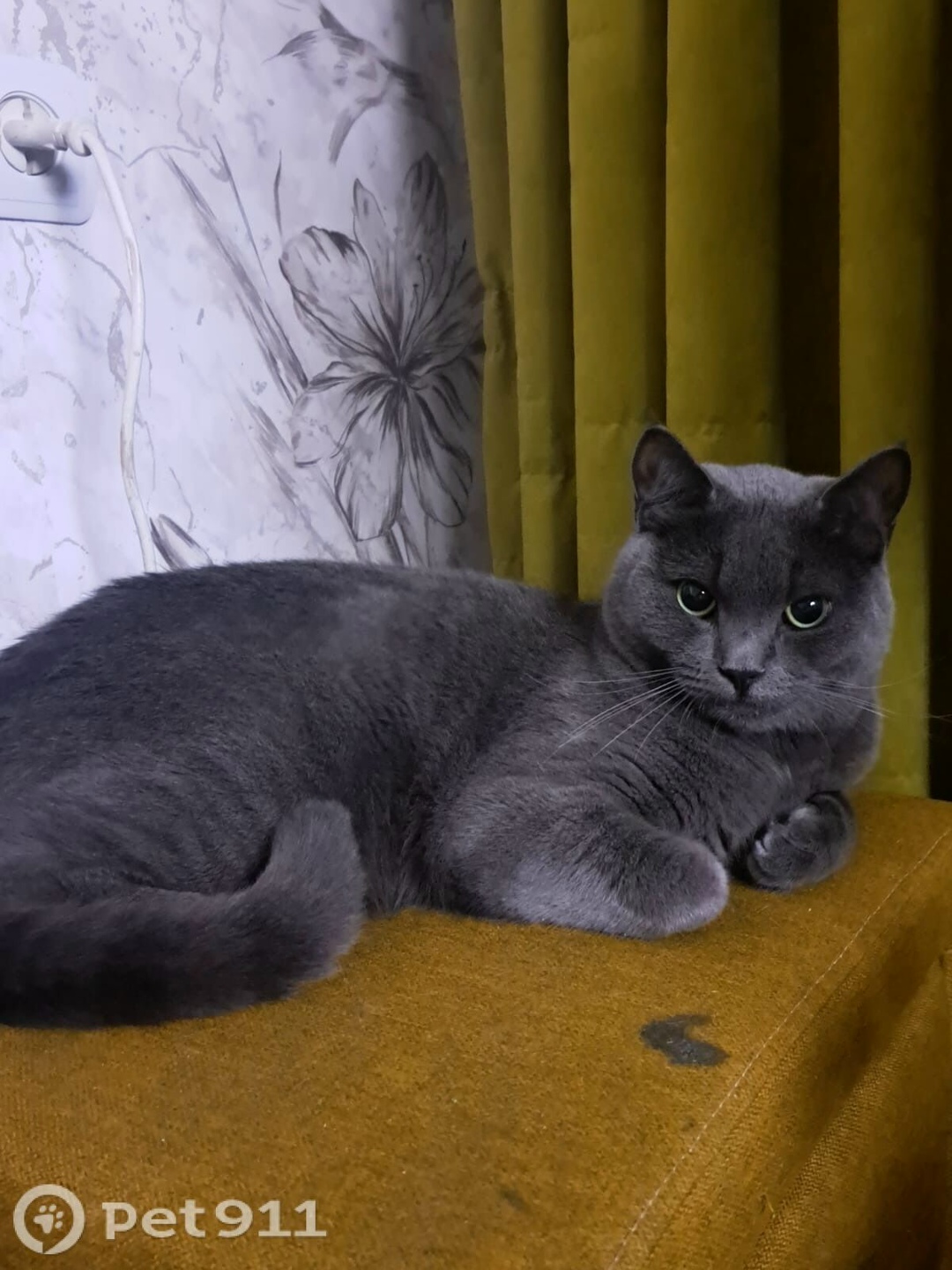 Пропала кошка в Туле — фото объявления