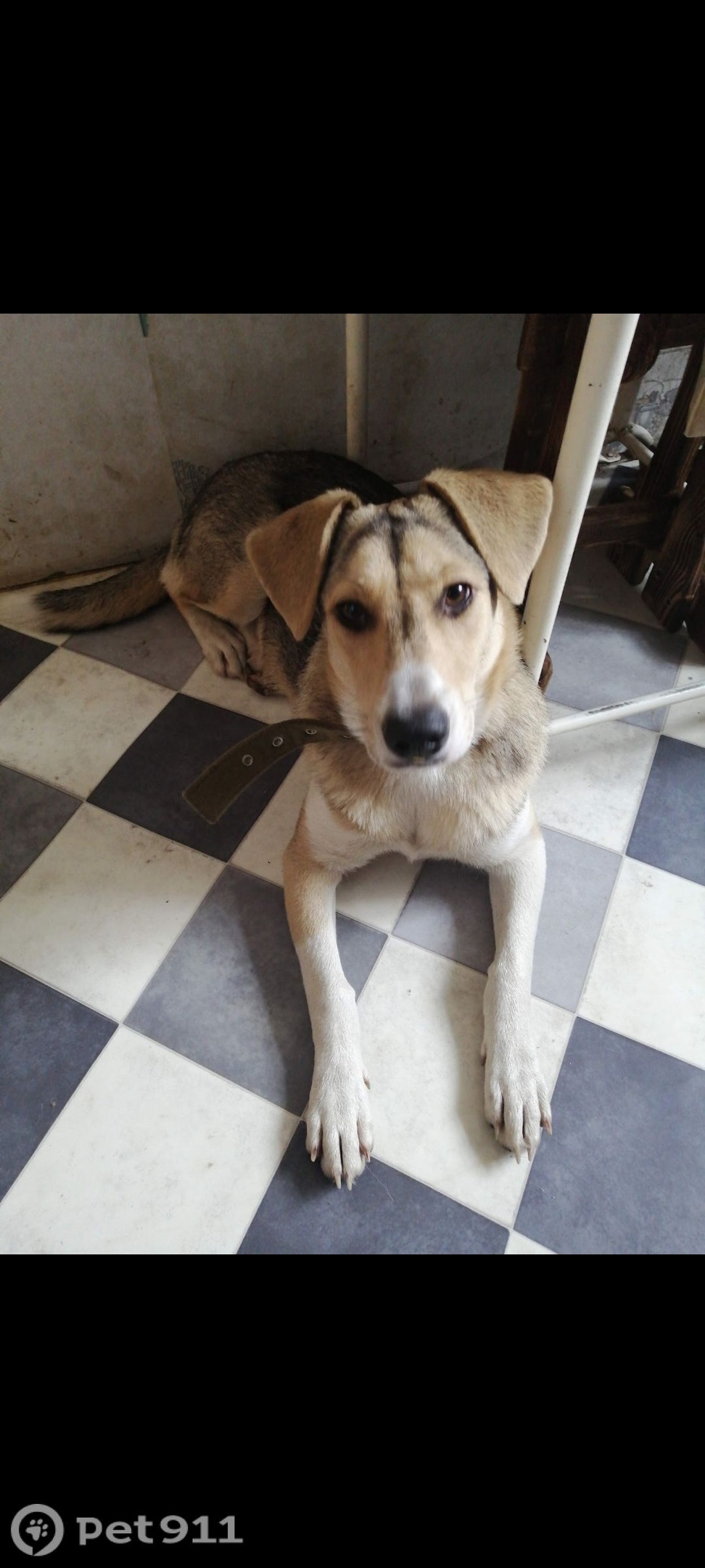 Пропала собака в Туле — фото объявления