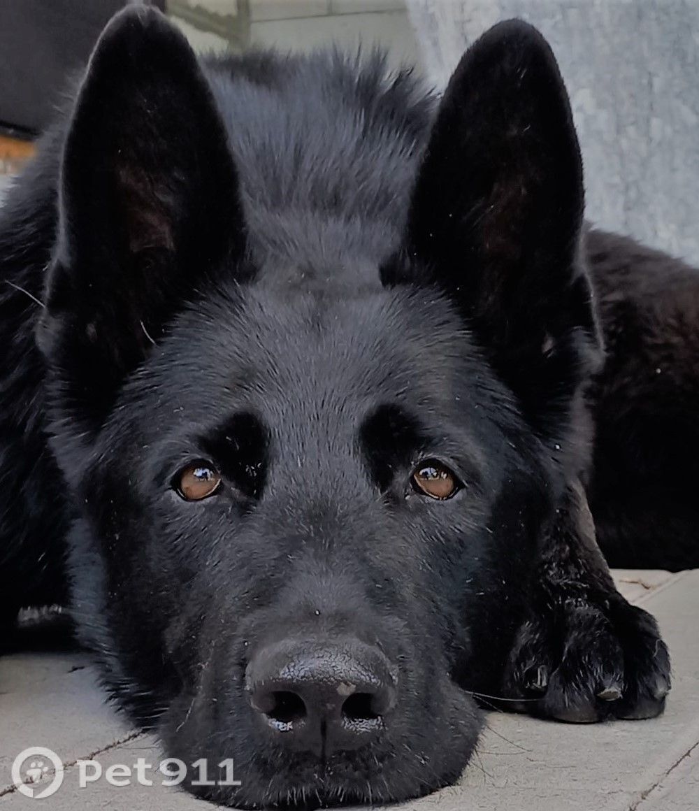 Пропала собака в Туле — фото объявления