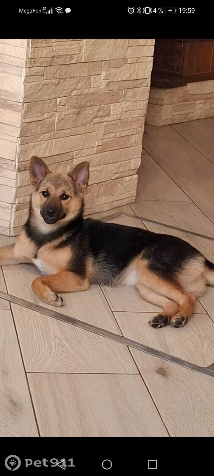 Пропала собака в Туле — фото объявления