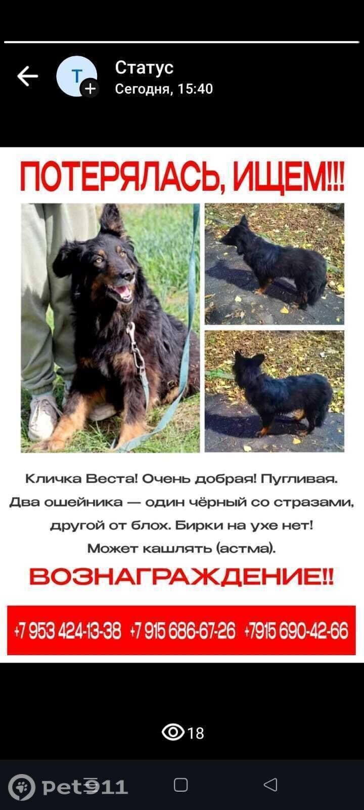 Пропала собака в Туле — фото объявления