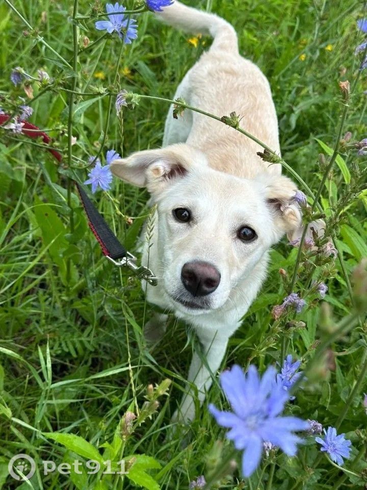 Пропала собака в Туле — фото объявления