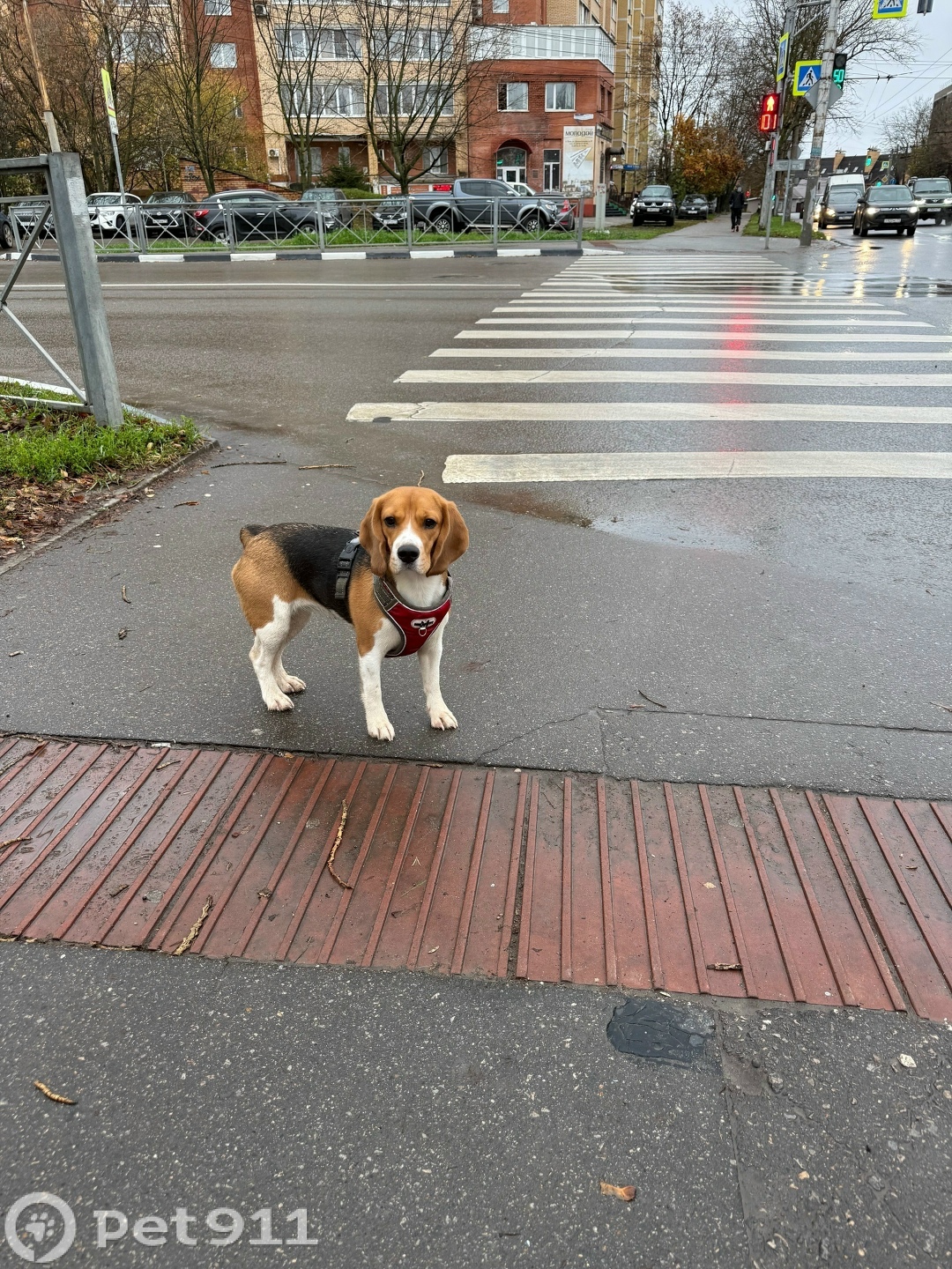 Найдена собака в Туле — фото объявления