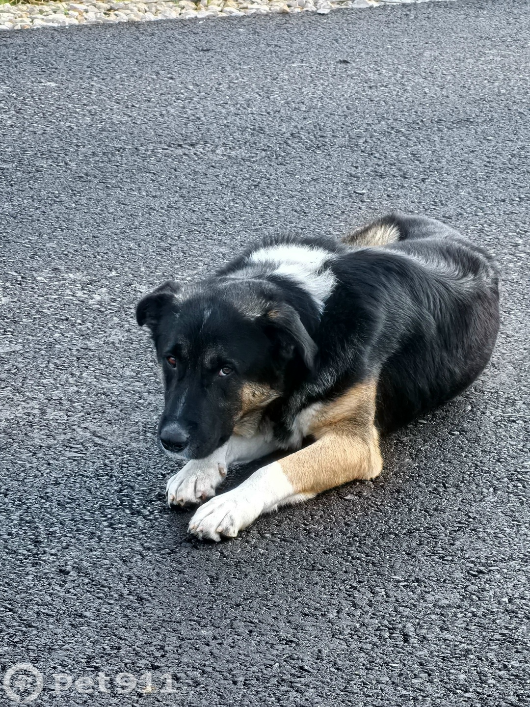 Найдена собака в Туле — фото объявления