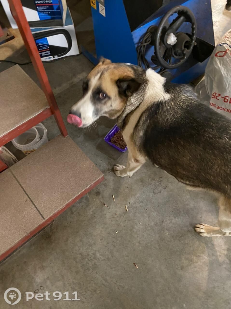 Пропала собака в Туле — фото объявления