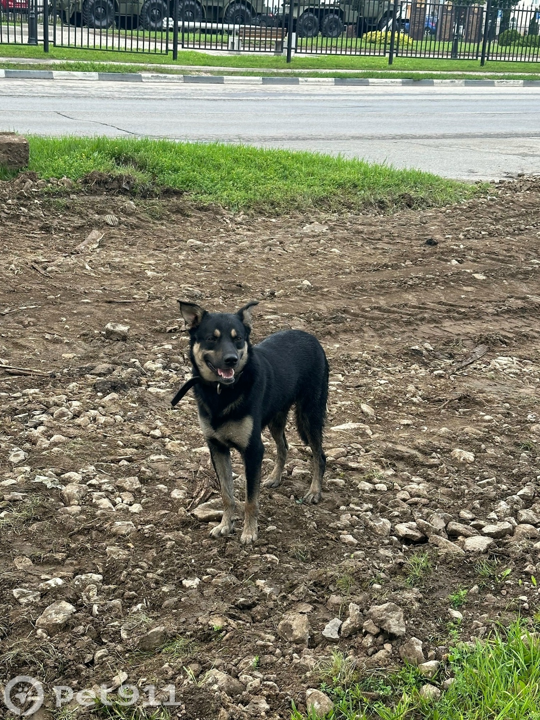Найдена собака в Туле — фото объявления
