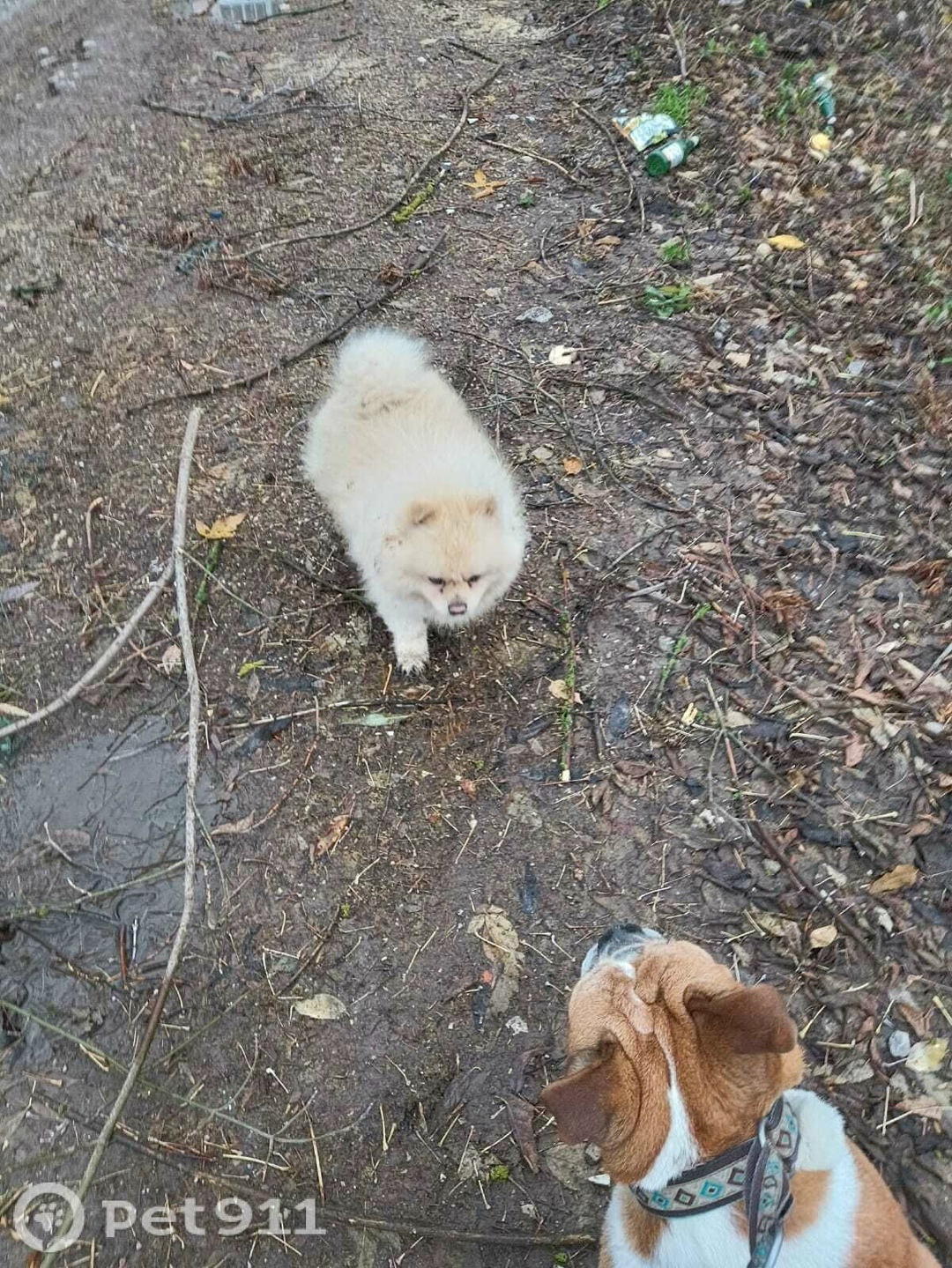 Найдена собака в Туле — фото объявления