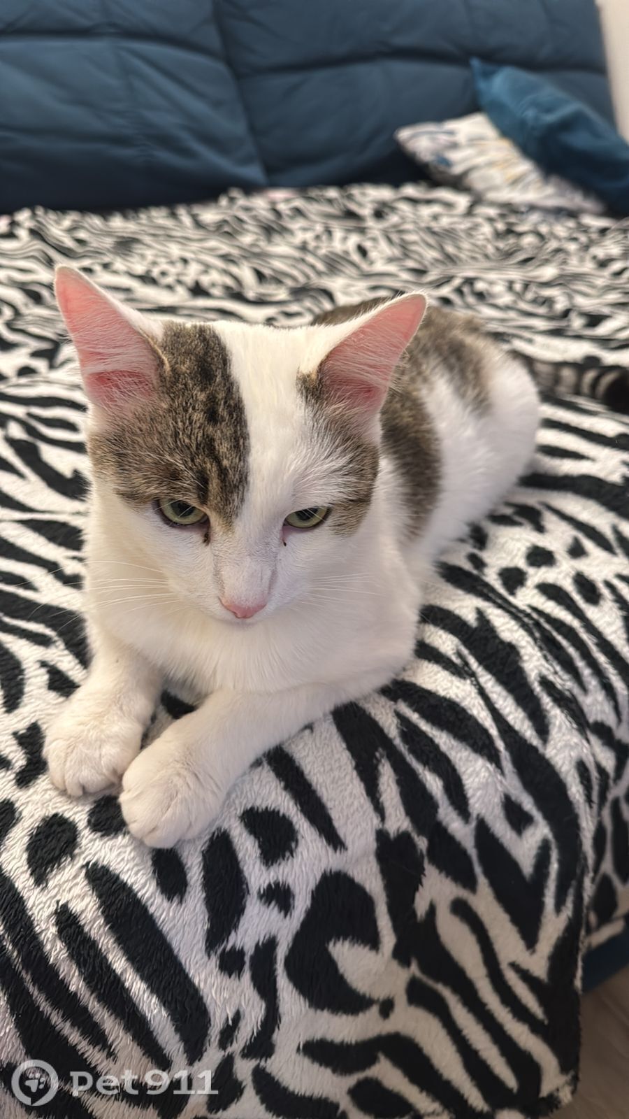 Найдена кошка в Туле — фото объявления