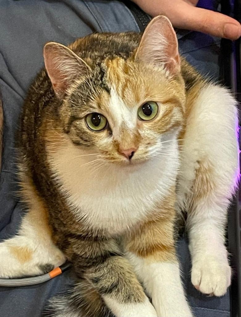 Пропала кошка в Туле — фото объявления