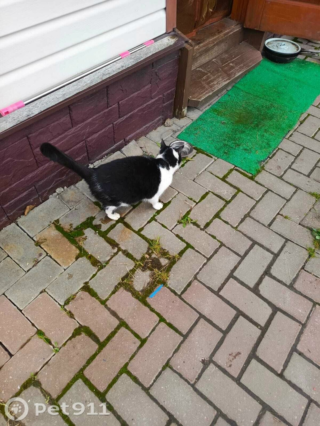 Найдена кошка в Туле — фото объявления