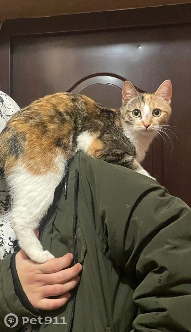 Пропала кошка в Туле — фото объявления