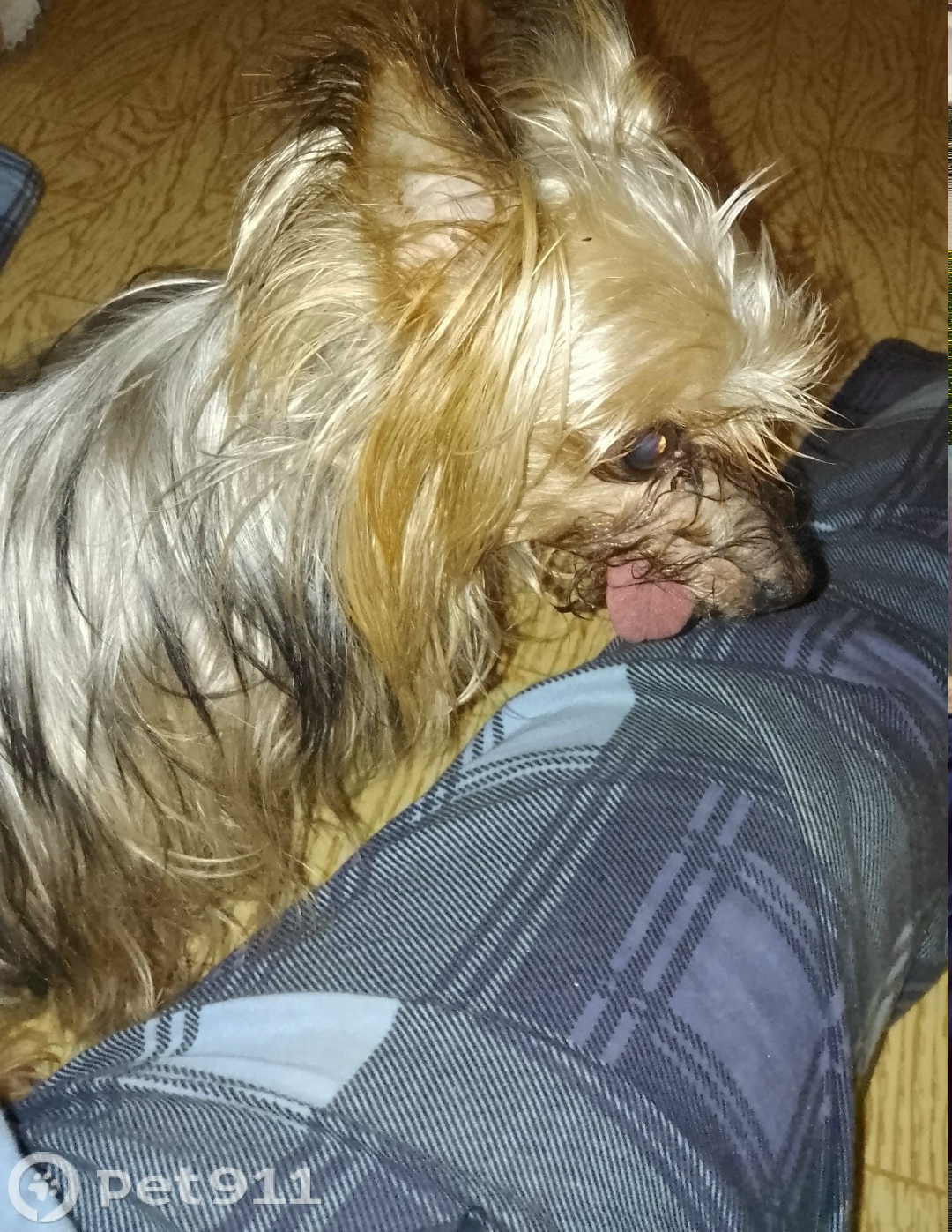 Найдена собака в Туле — фото объявления