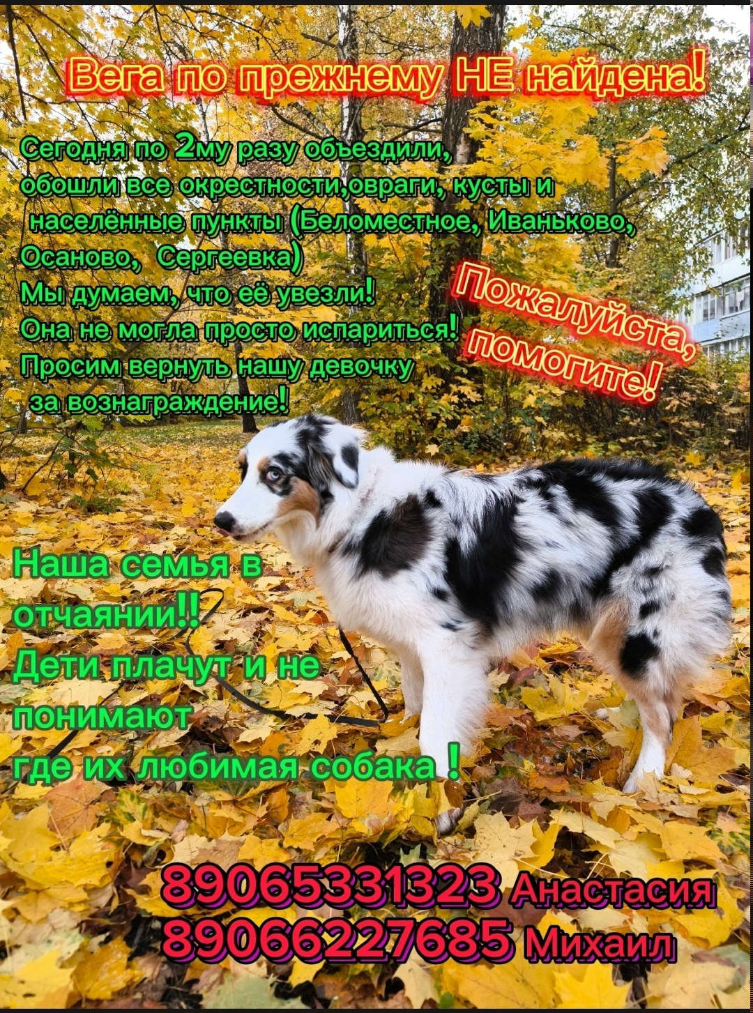 Пропала собака в Туле — фото объявления