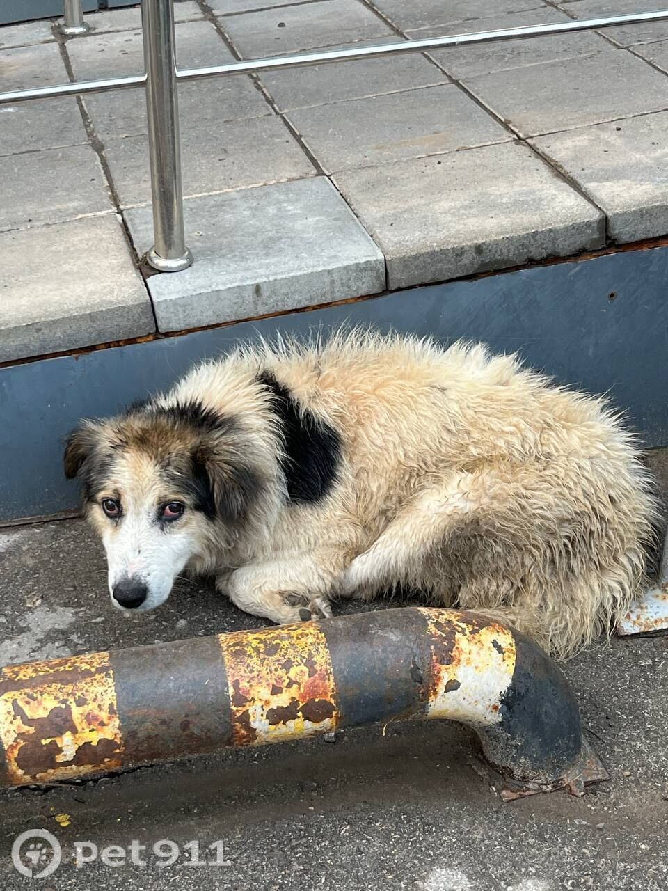 Найдена собака в Туле — фото объявления