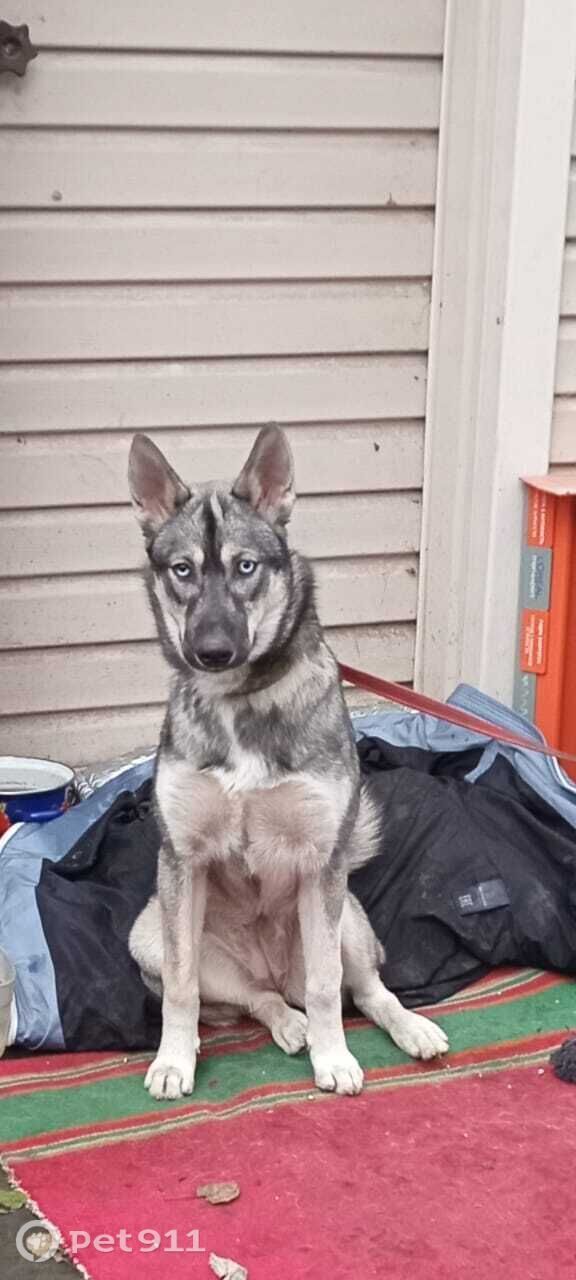 Пропала собака в Туле — фото объявления