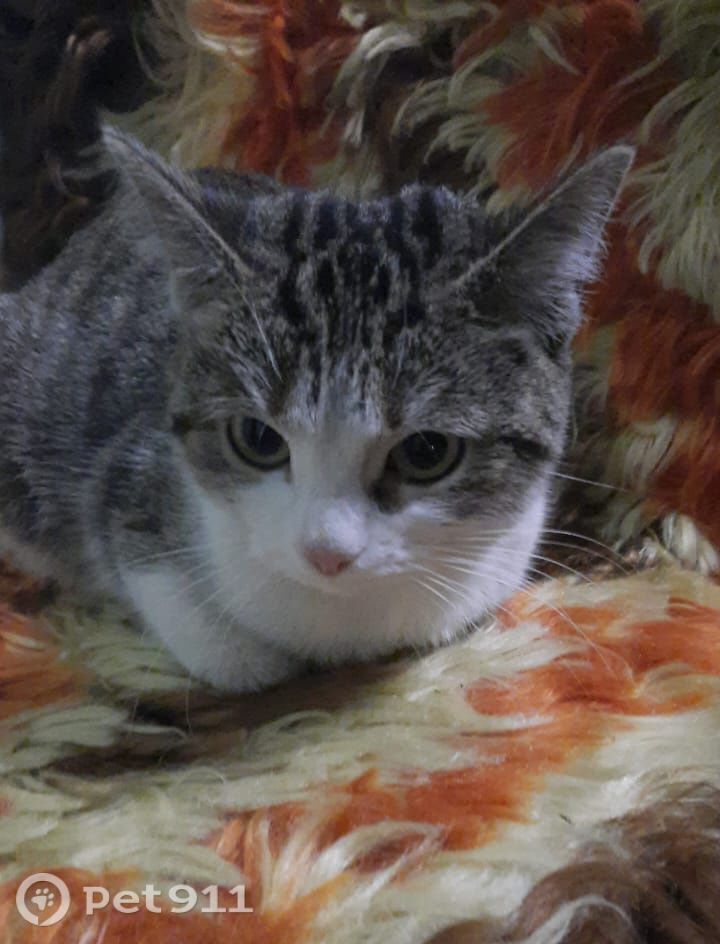 Найдена собака в Туле — фото объявления