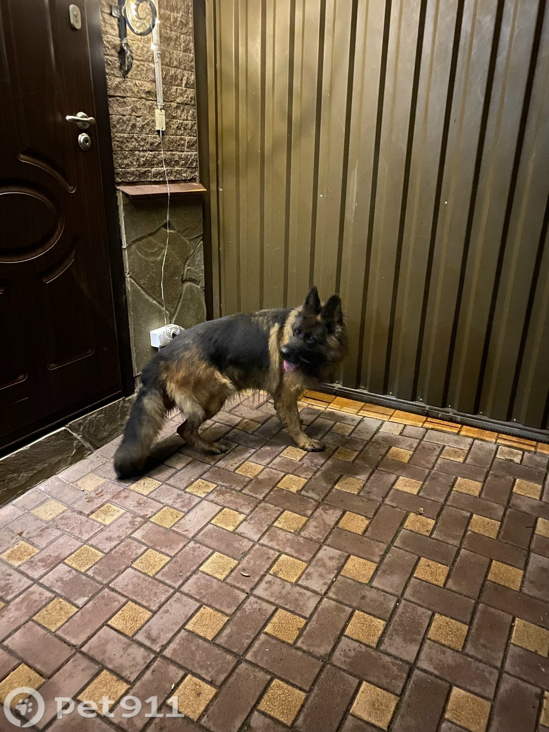 Найдена собака в Туле — фото объявления