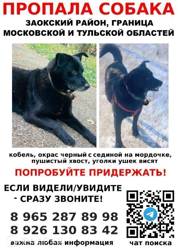 Пропала собака в Туле — фото объявления