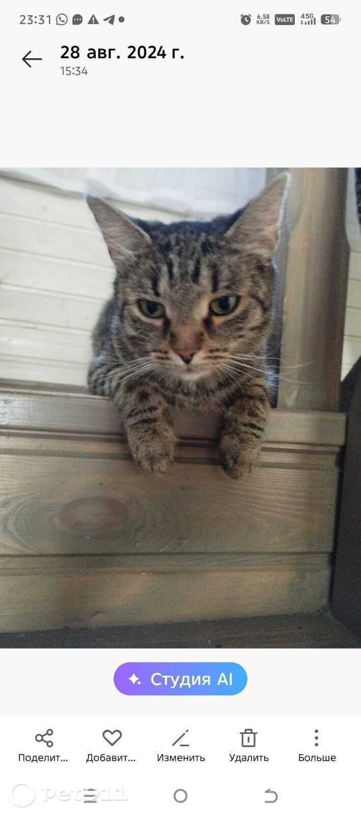 Пропала кошка в Туле — фото объявления