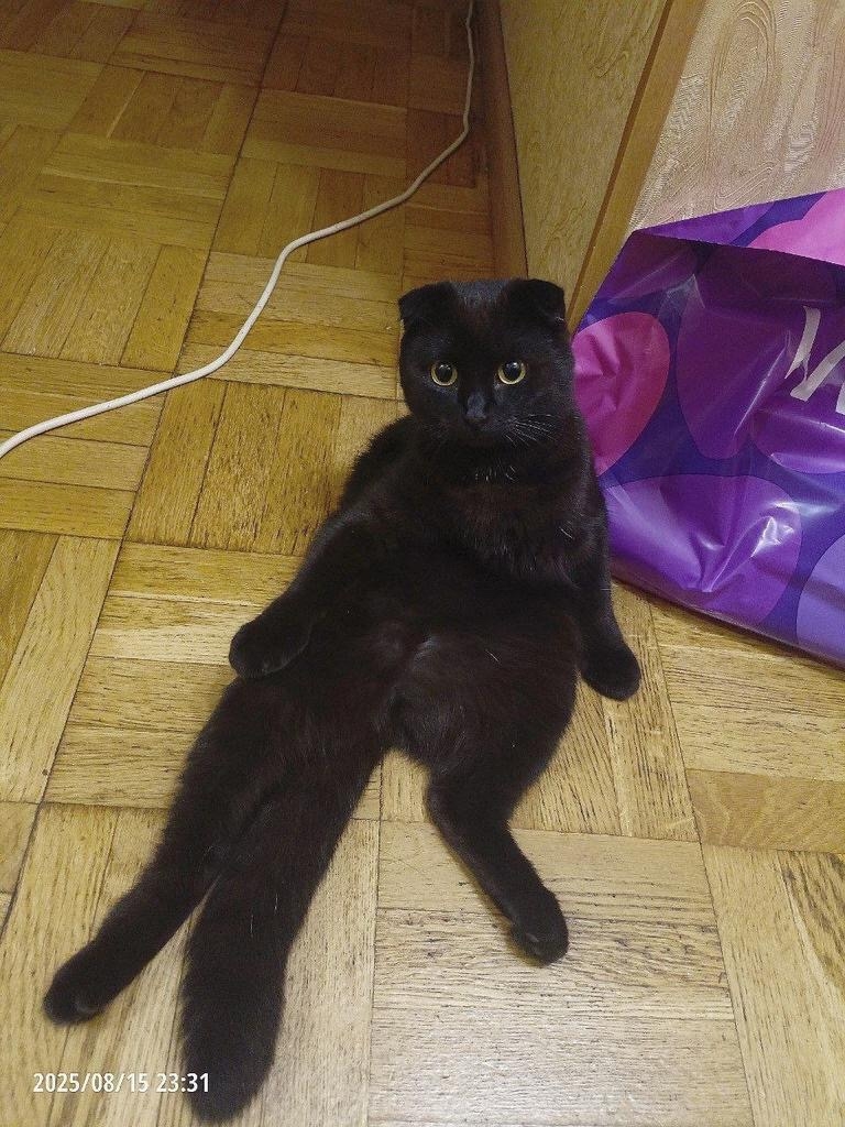 Пропала кошка в Туле — фото объявления