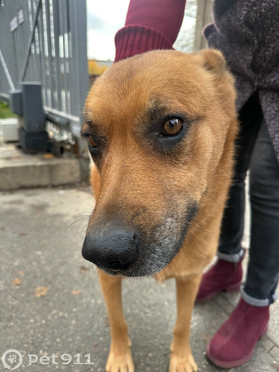 Найдена собака в Туле — фото объявления