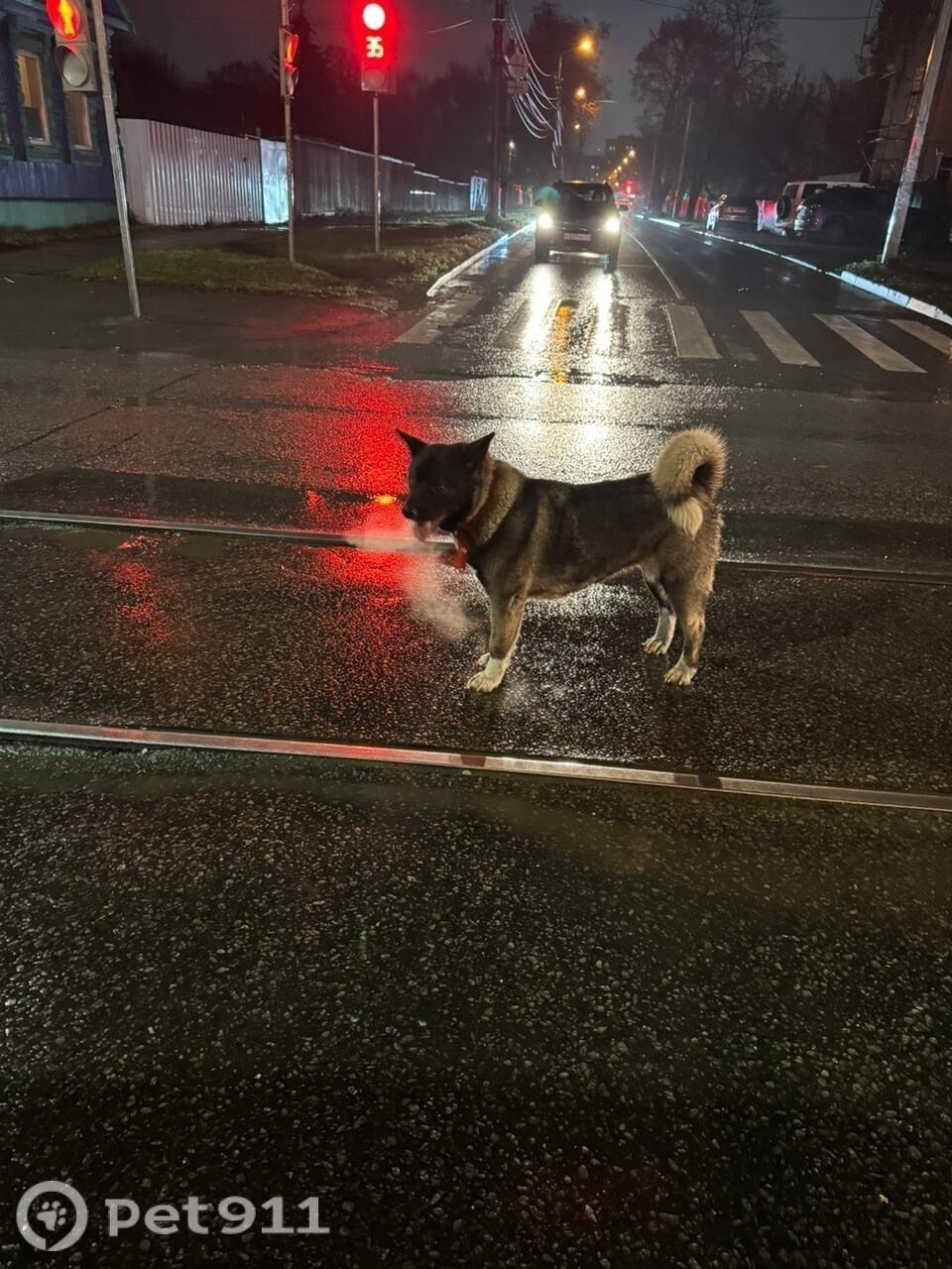Найдена собака в Туле — фото объявления