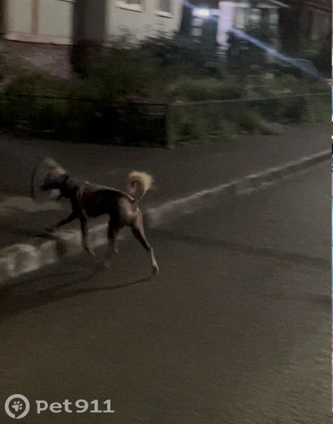 Найдена собака в Туле — фото объявления