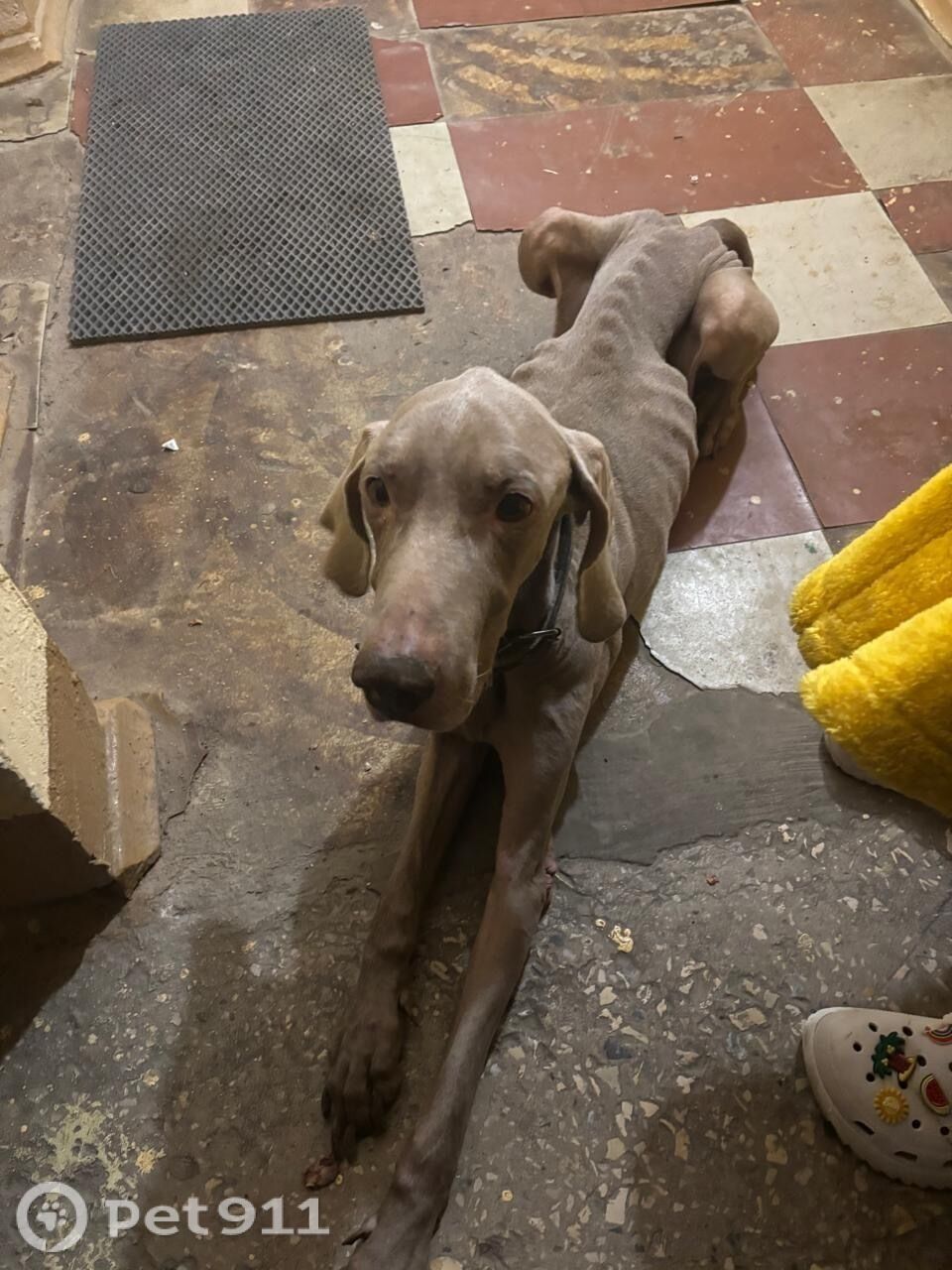 Найдена собака в Туле — фото объявления