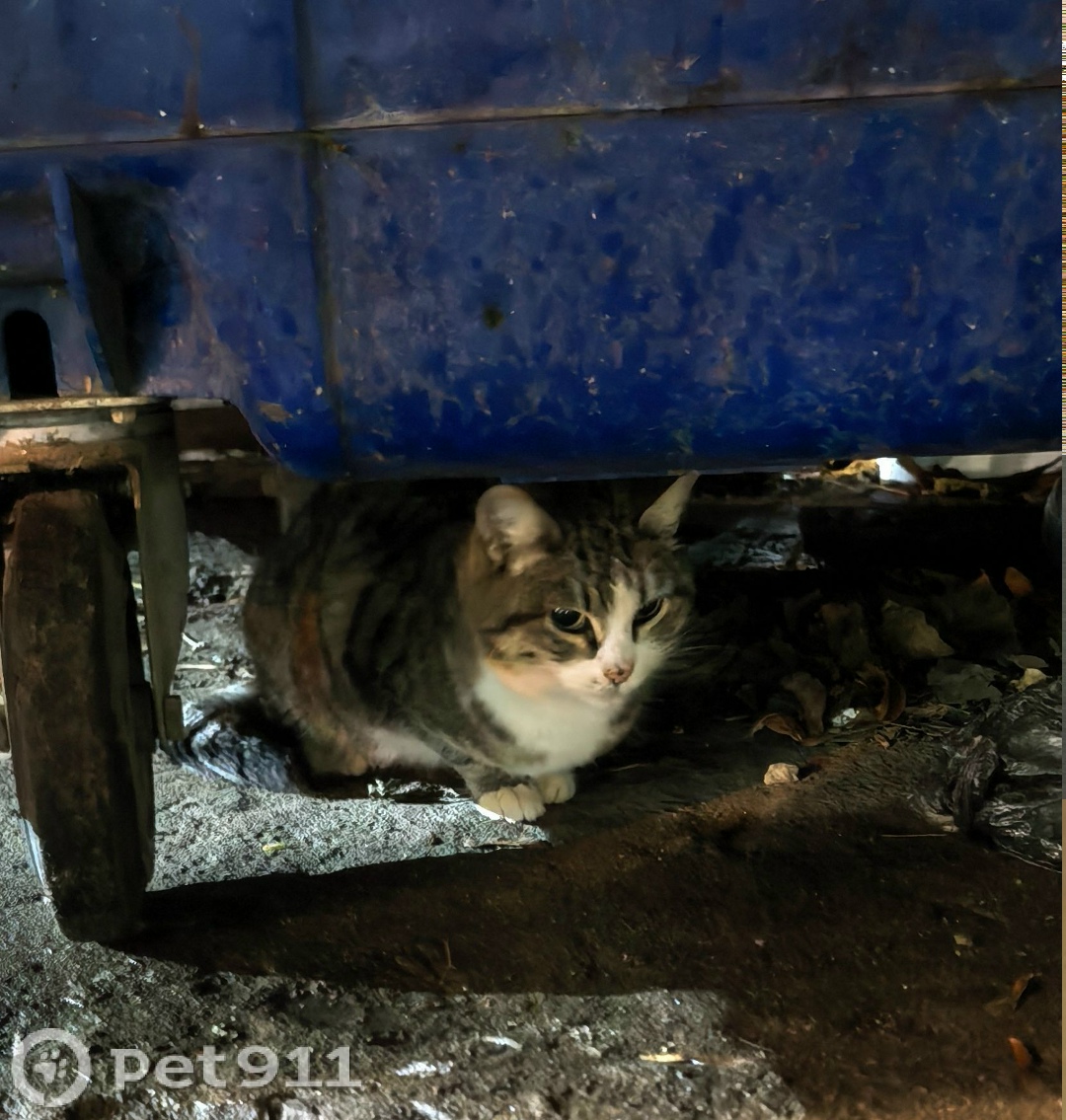 Найдена кошка в Туле — фото объявления