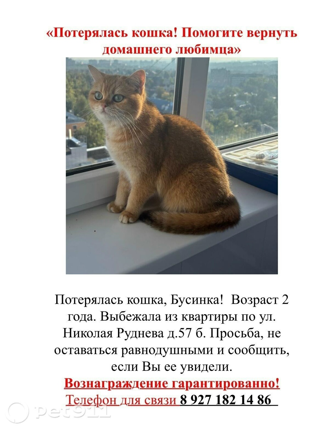 Пропала кошка в Туле — фото объявления