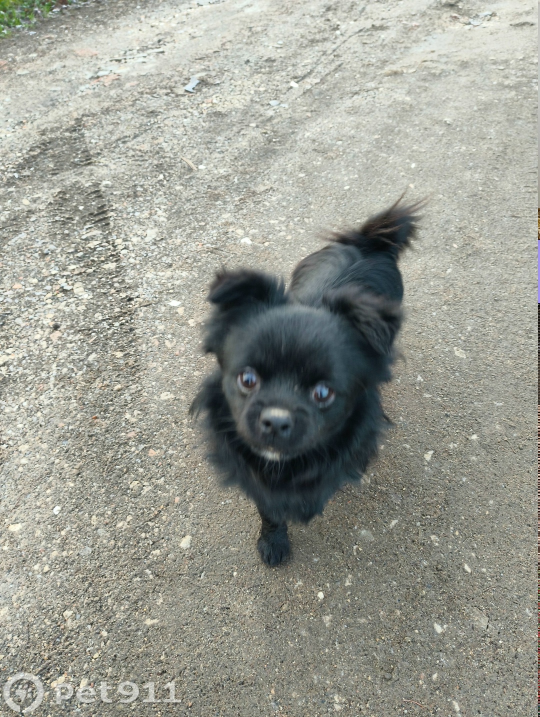 Найдена собака в Туле — фото объявления