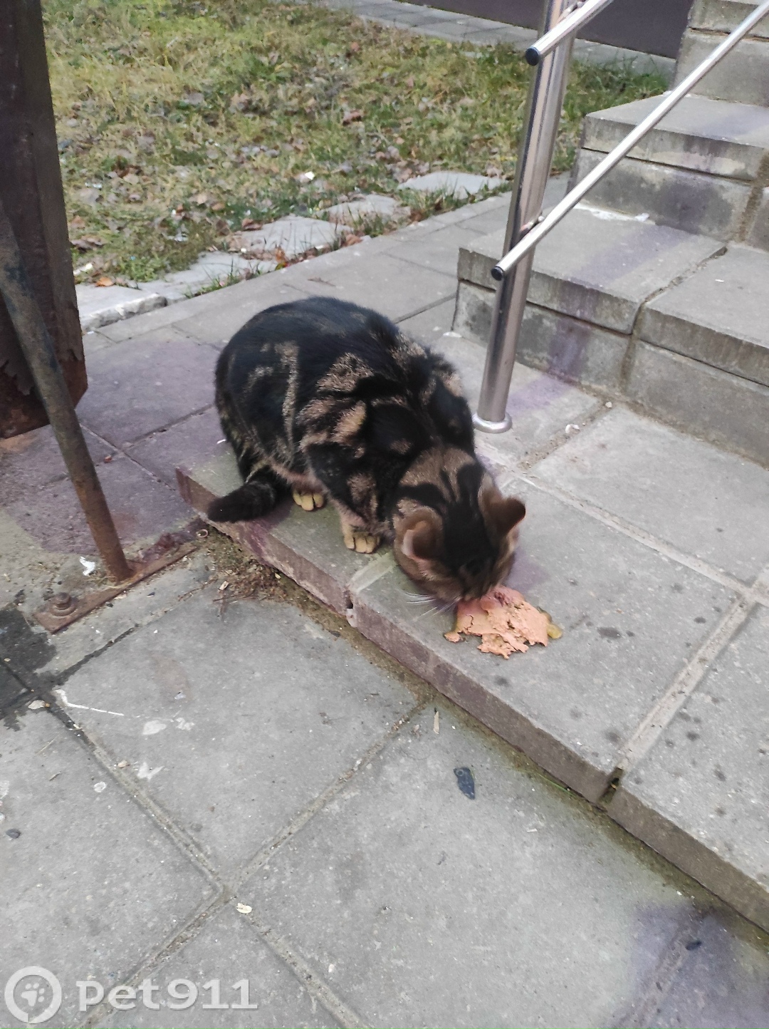 Найдена кошка в Туле — фото объявления