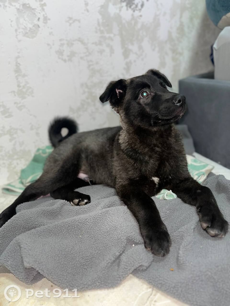 Найдена собака в Туле — фото объявления