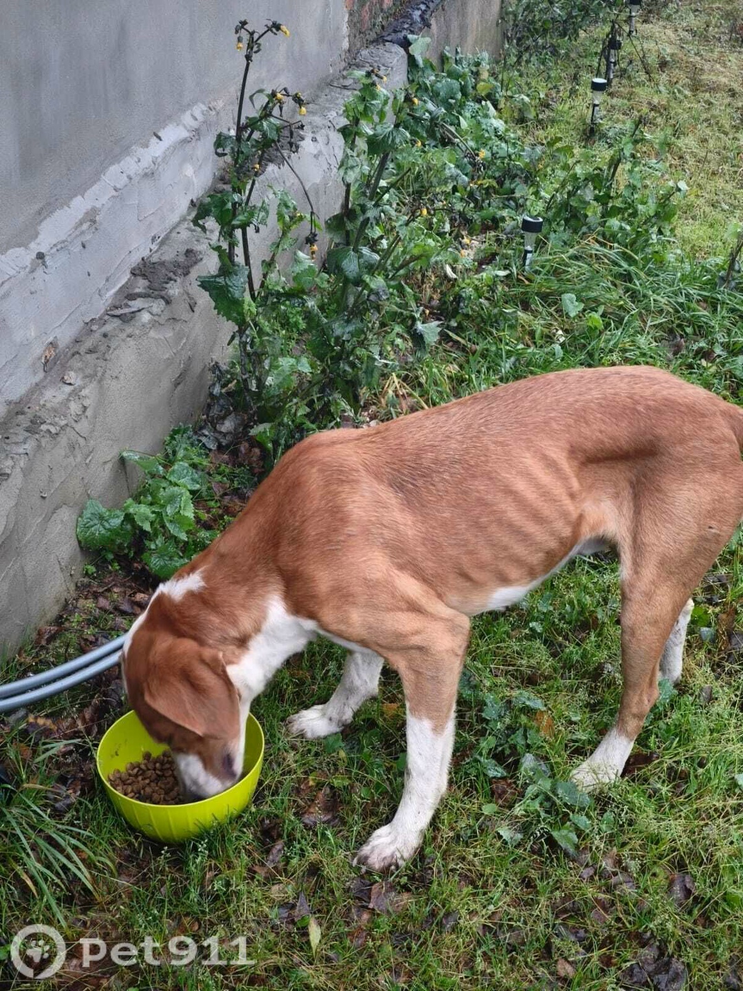 Найдена собака в Туле — фото объявления