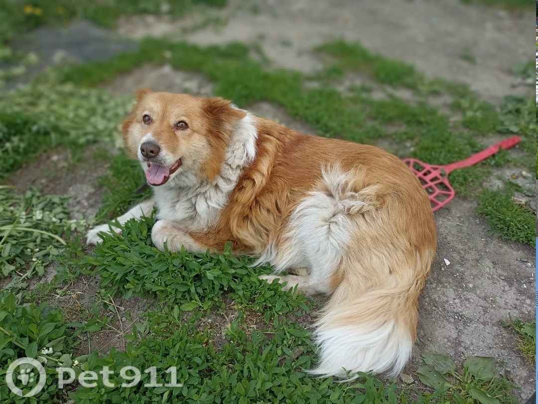 Пропала собака в Туле — фото объявления