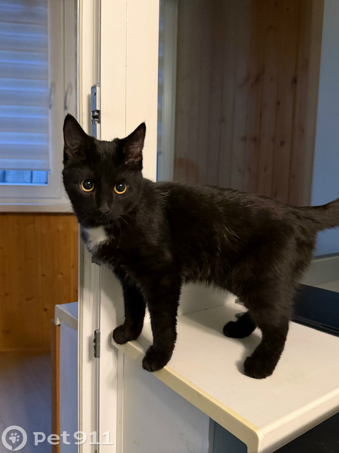 Найдена кошка в Туле — фото объявления