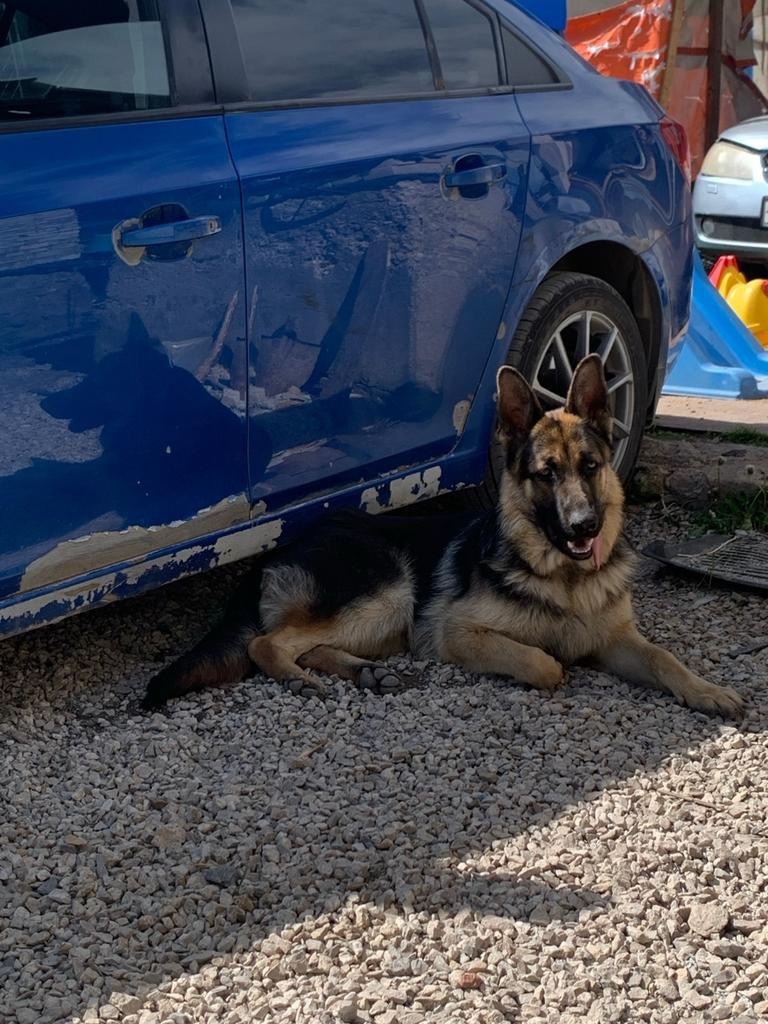 Пропала собака в Туле — фото объявления