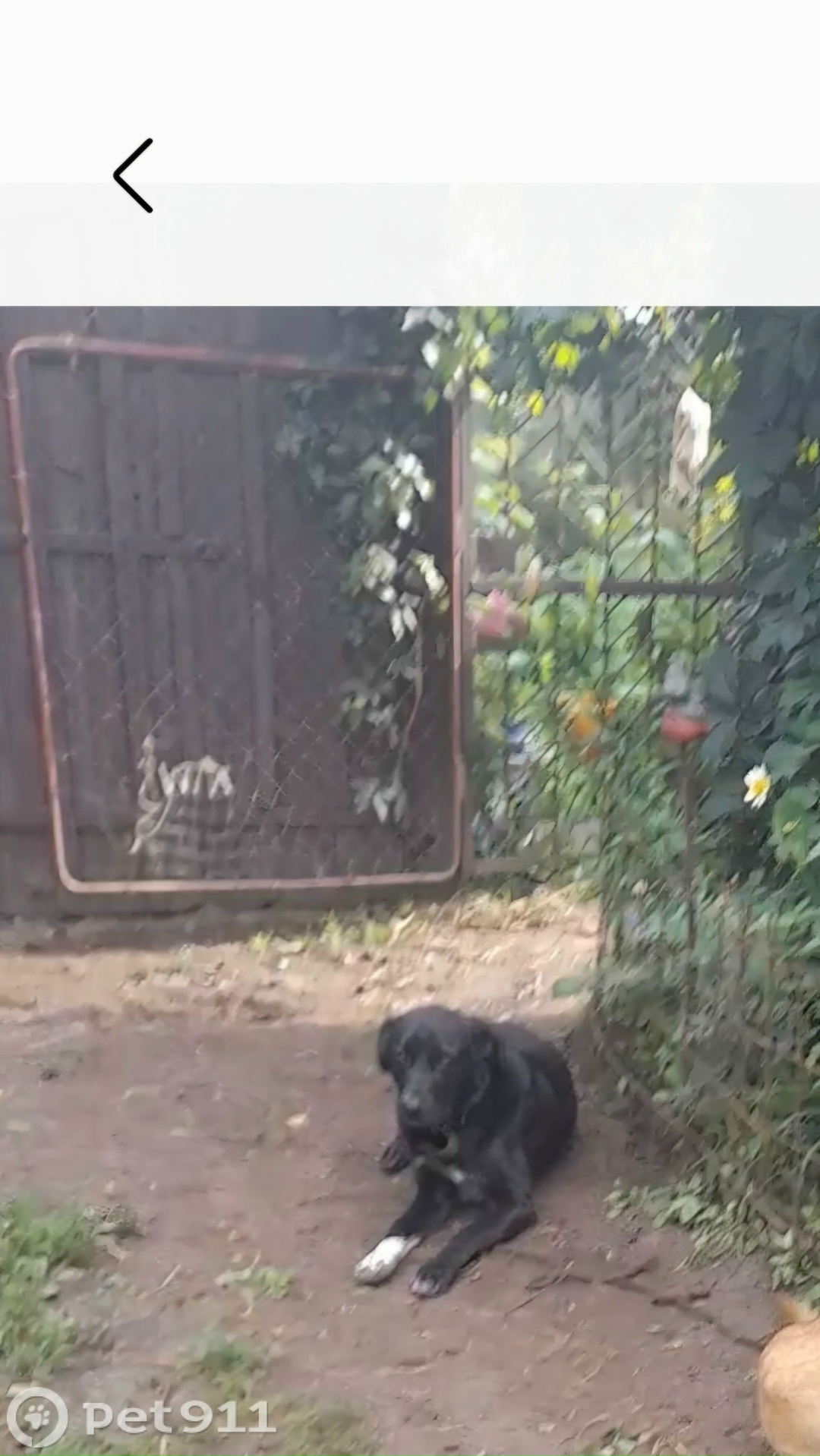 Пропала собака в Туле — фото объявления