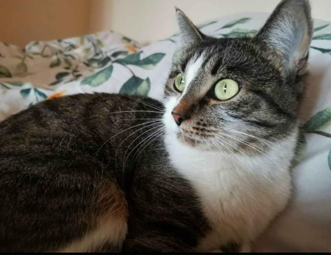 Пропала кошка в Туле — фото объявления